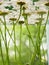 White field daisies floating in the water. Photo chamomile flowers on the bottom, underwater, closeup with blurred