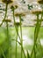 White field daisies floating in the water. Photo chamomile flowers on the bottom, underwater, closeup with blurred