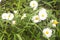 WHITE FIELD DAISIES AMONG GREEN GRASS