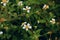 White field flowers on the green background