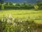 White field flowers and pasture