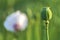 White Field Poppy Head with Blurred flower