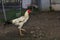 The white fighting cock is walking in farm at thailand