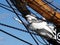 White figurehead on tallship