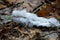 White filamentous hairs of slime mold grow on stick