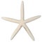 White Finger Starfish