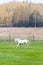 White Finnhorse Colt