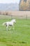 White Finnhorse Colt