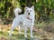 White Finnish Eskimo Spitz mixed breed dog