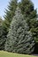 White Fir Abies concolor, pine trees