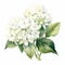 White Fire Hydrangea Watercolor Bouquet Vector Image