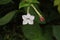 White five-pointed Nicotiana flower