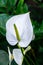 White Flamingo flowers, Anthurium or Laceleaf are blooming in garden. White flower of the arum family.