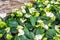 White flamingo flowers, White anthurium andreanum