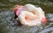 White Flamingo resting