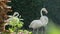 White Flamingos standing in the garden