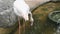 White flamingos walks on a pond in zoo