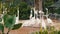 White flamingos walks on a pond in zoo