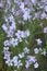 White flax - Cappadocia