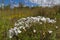 White Flax Flowers Linum suffruticosum