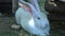 White Flemish Giant rabbit sits in the shadow on the ground and eats grass