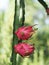 White-fleshed pitahaya, Thai Dragon fruit in stainless bowl, Hylocereus, Cactaceae, Fresh pink shell Green petals Sweet, sour or