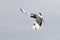 White flight homing pigeon bird flying against clear sky