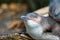 White-flippered penguin (Eudyptula albosignata) in a zoo