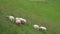 A white flock of shaggy sheep graze among green grass in a field near a village yard. Responsible and organic animal husbandry