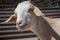 White floppy eared goat at a hobby farm