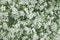 White floral background of many small flowers. White plants texture. Empty space. Top view. Picture for blog