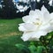 White floribunda