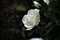 White Floribunda Roses in our garden in NW Oklahoma City