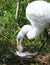 White Florida Egret