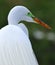 White Florida Egret