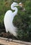 White Florida Egret