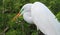 White Florida Egret