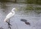 White Florida Heron near the water next to gator