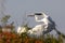 White Florida Water bird