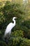 White Florida Water bird