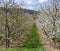 White flourishing fruit trees