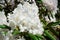 White flourishing rhododendron