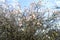 White flovers of viburnum farreri