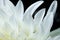 White flower abstract background