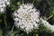 White flower Ammi majus, top view