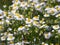 White flower of annual fleabane or eastern daisy fleabane