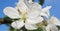 White flower of apple tree close-up. Petal, pistil, stamen. Spring and flowering plants. Nature horizontal stories illustration