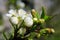 White flower of an apple tree close-up. Petals, pistils, stamens, leaves and branches. Blooming fruit tree in spring. Illustration