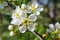 White flower of an apple tree close-up. Petals, pistils, stamens. Spring and flowering plants. Illustration about the beginning of