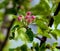 White flower Apple-tree Malus